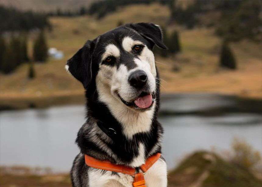 ゴールデンレトリバーとハスキーのミックス犬「ゴベリアン」の魅力にズームイン！