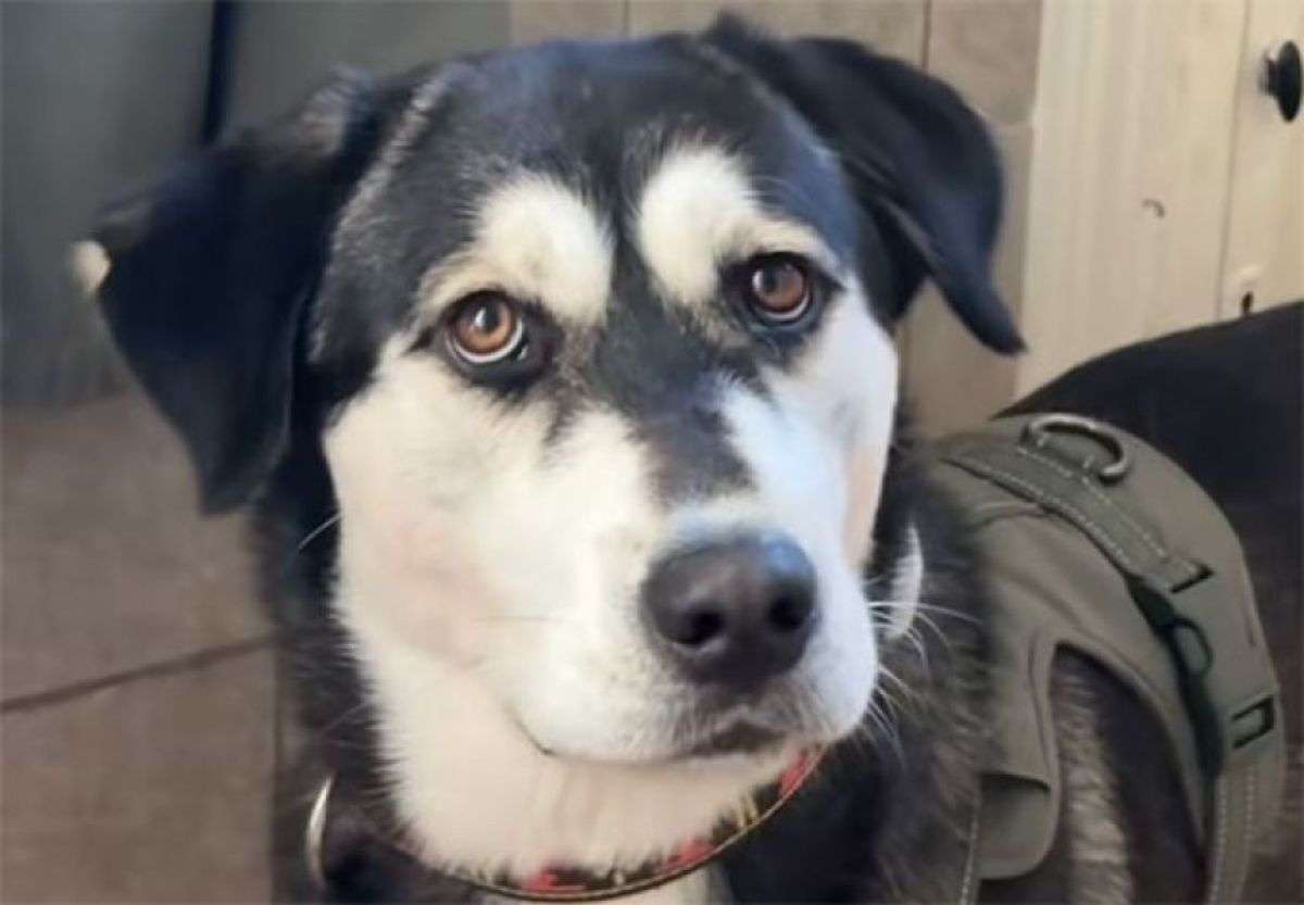 ゴールデンレトリバーとハスキーのミックス犬「ゴベリアン」の魅力にズームイン！ | カラパイア