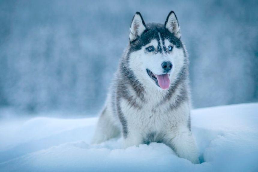 ゴールデンレトリバーとハスキーのミックス犬「ゴベリアン」の魅力にズームイン！