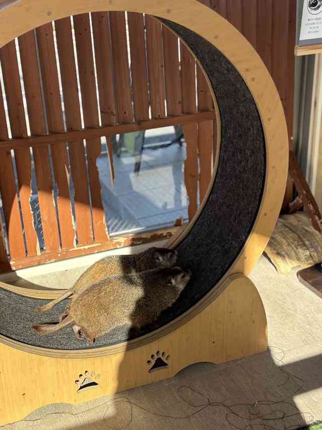 「おじさん感がたまらなく」「自分にそっくり」沼にハマる人続出！西日本進出のマーモットカフェ