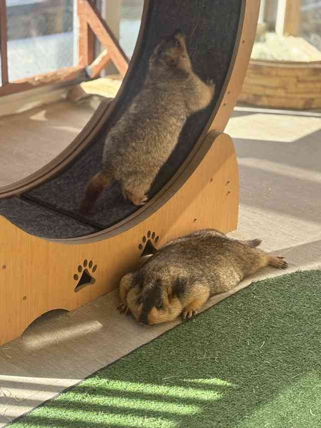 「おじさん感がたまらなく」「自分にそっくり」沼にハマる人続出！西日本進出のマーモットカフェ