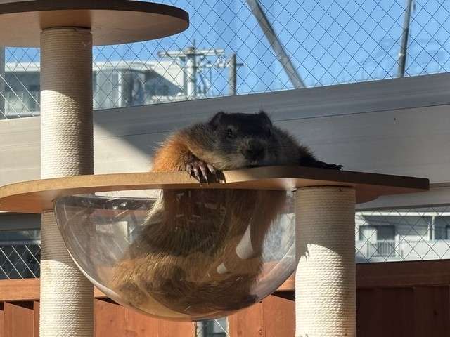 「おじさん感がたまらなく」「自分にそっくり」沼にハマる人続出！西日本進出のマーモットカフェ