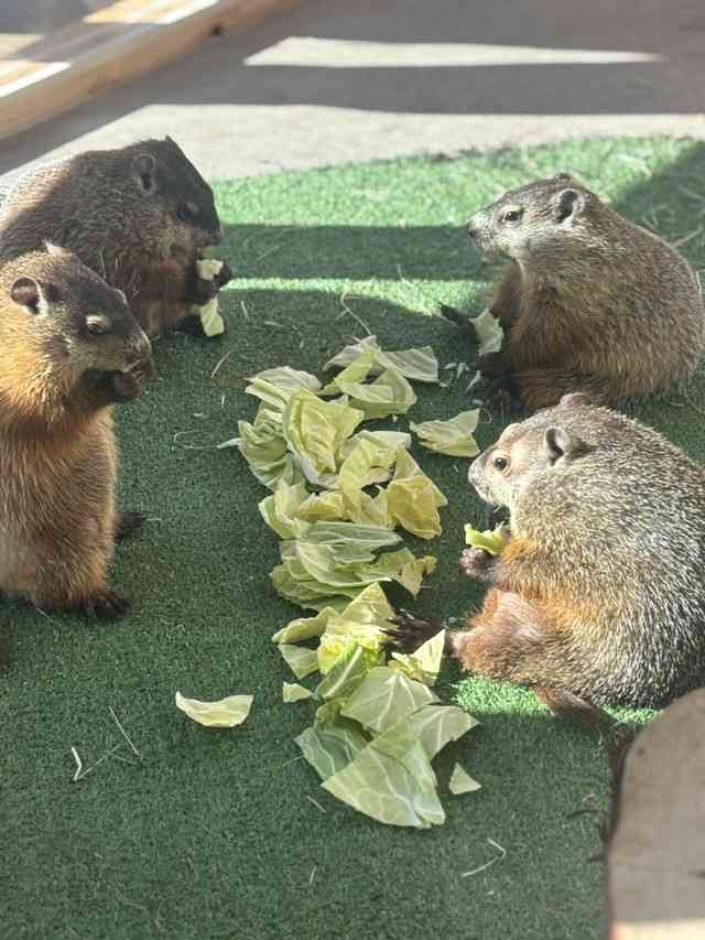 「おじさん感がたまらなく」「自分にそっくり」沼にハマる人続出！西日本進出のマーモットカフェ