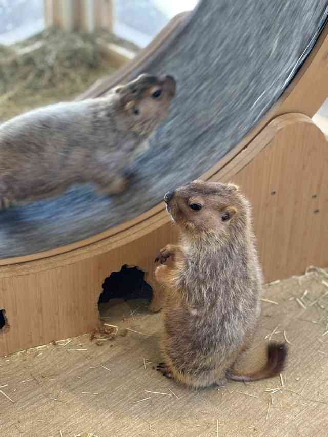 「おじさん感がたまらなく」「自分にそっくり」沼にハマる人続出！西日本進出のマーモットカフェ