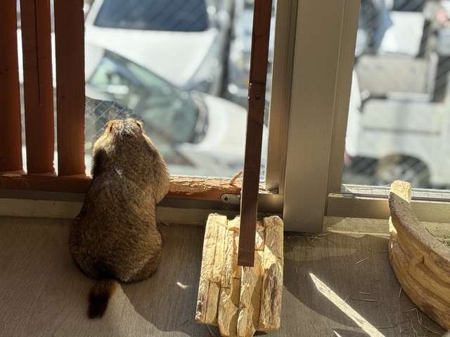 「おじさん感がたまらなく」「自分にそっくり」沼にハマる人続出！西日本進出のマーモットカフェ