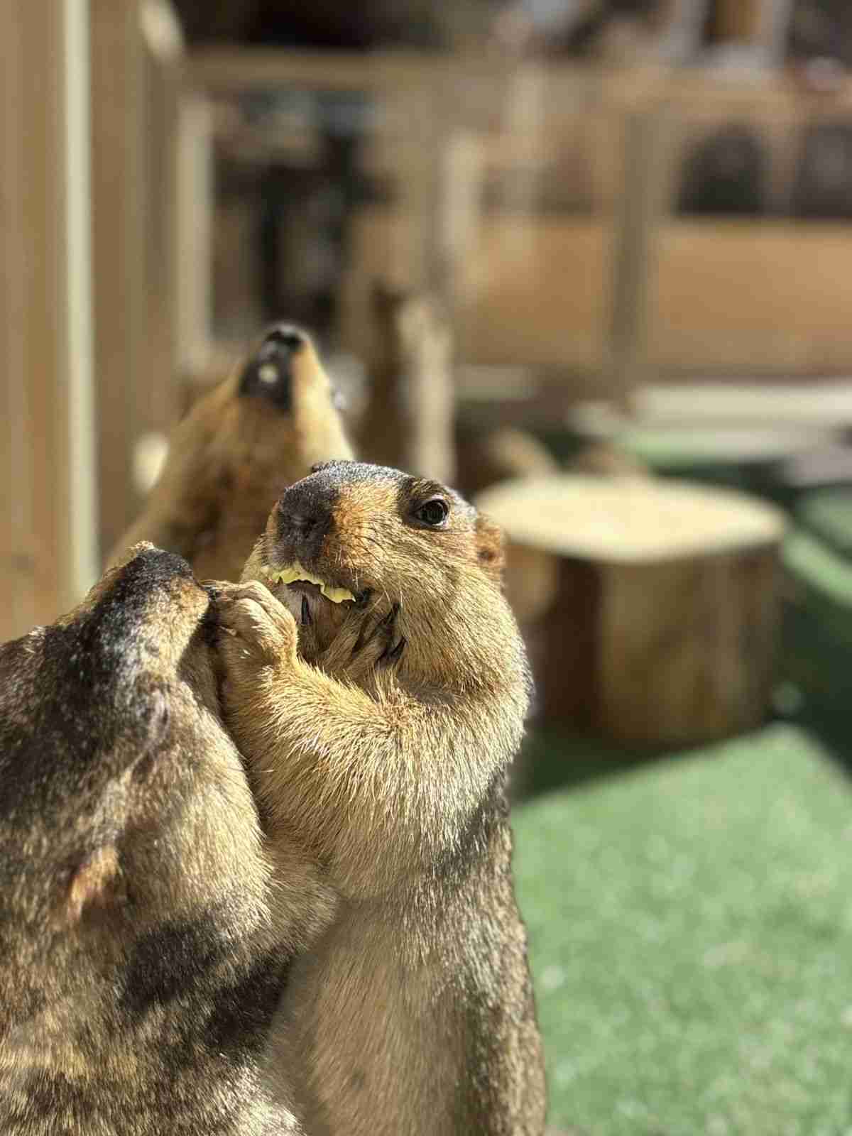 「おじさん感がたまらなく」「自分にそっくり」沼にハマる人続出！西日本進出のマーモットカフェ｜よろず〜ニュース