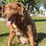 一回脱走して、探しても見つからず、しばらくたってから近所で発見して家に連れて帰ったけど、そこから数か月後に脱走した犬が帰ってきた友人を知ってる。発見した時に痩せていたけど、名前を呼んだら尻尾ふって近づいてきたから疑わなかった模様。その後は2頭仲良く飼ってたよ、兄弟みたいによく似ていた。...