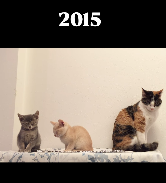 2015年に撮られた2匹の子猫と並ぶ先住猫の写真。10年後、現在の姿に「尊すぎる」「美魔女いる」「ずっと元気でいてほしい」