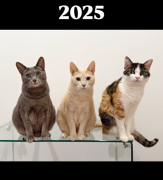 2015年に撮られた2匹の子猫と並ぶ先住猫の写真。10年後、現在の姿に「尊すぎる」「美魔女いる」「ずっと元気でいてほしい」