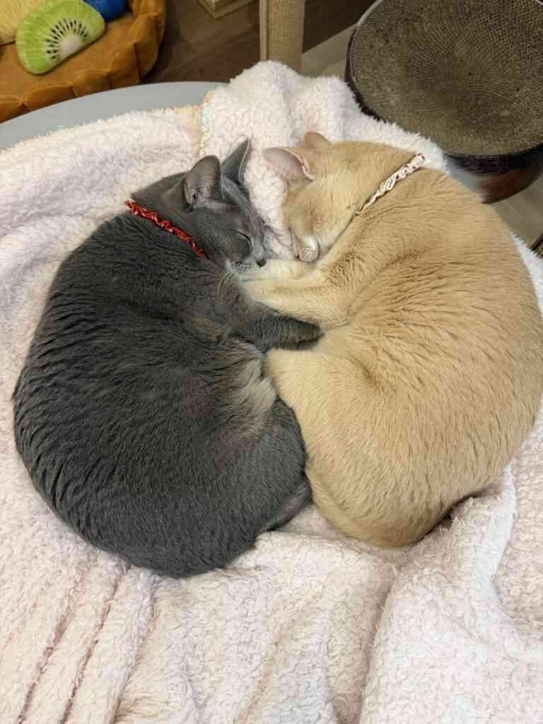 2015年に撮られた2匹の子猫と並ぶ先住猫の写真。10年後、現在の姿に「尊すぎる」「美魔女いる」「ずっと元気でいてほしい」