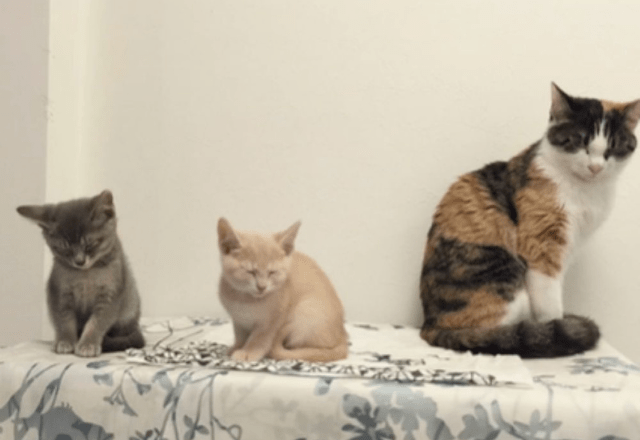 2015年に撮られた2匹の子猫と並ぶ先住猫の写真。10年後、現在の姿に「尊すぎる」「美魔女いる」「ずっと元気でいてほしい」 – ほ・とせなNEWS