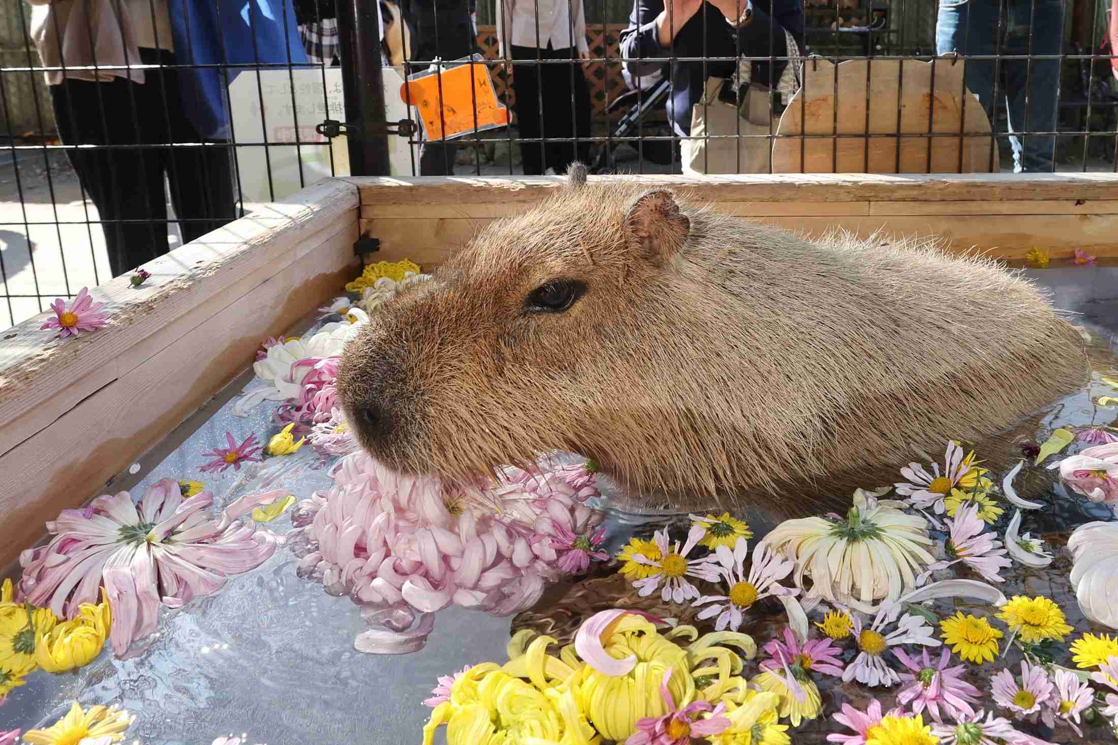 ふるさと納税で産地偽装が発覚した市の現実　動物園、ホール、体育施設…26施設で値上げへ　見込んだ収入がなくなり市民の生活に影を落とす（信濃毎日新聞デジタル） - Yahoo!ニュース