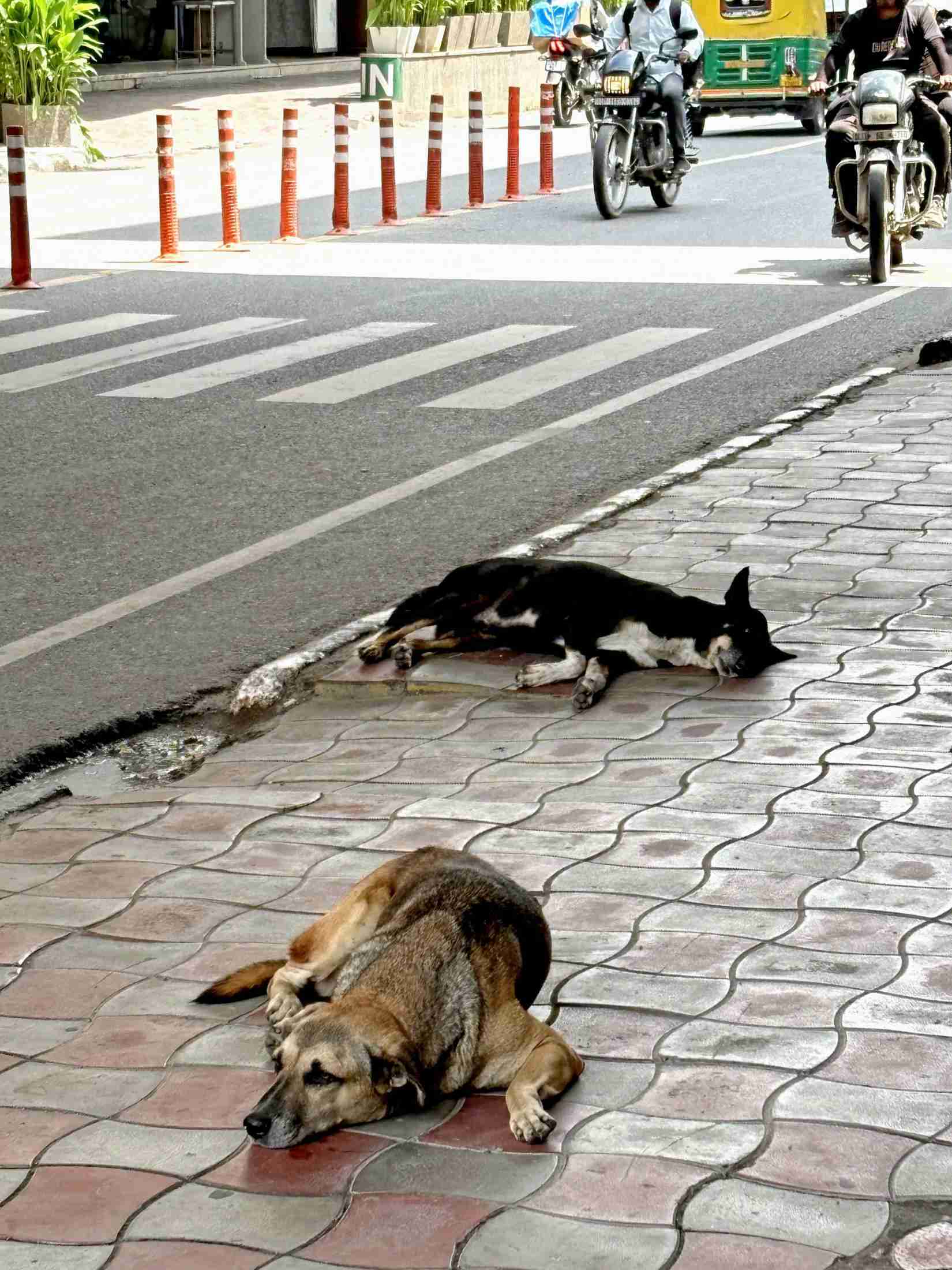 「全ての野良犬を収容せよ」　インド最高裁、狂犬病対策で（共同通信） - Yahoo!ニュース