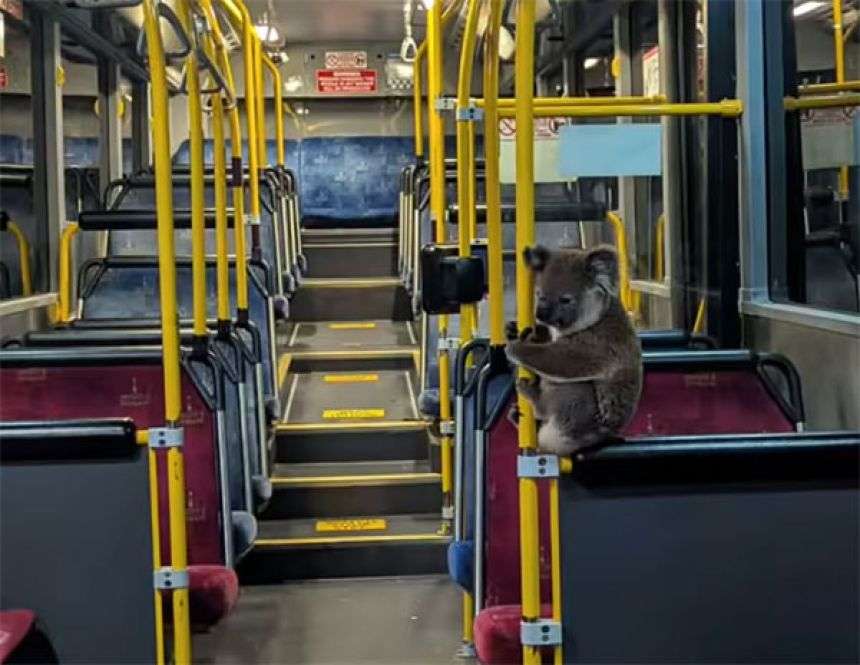 コアラ、バスに乗る。道路で迷子になっていたところを運転手に保護され無事帰宅