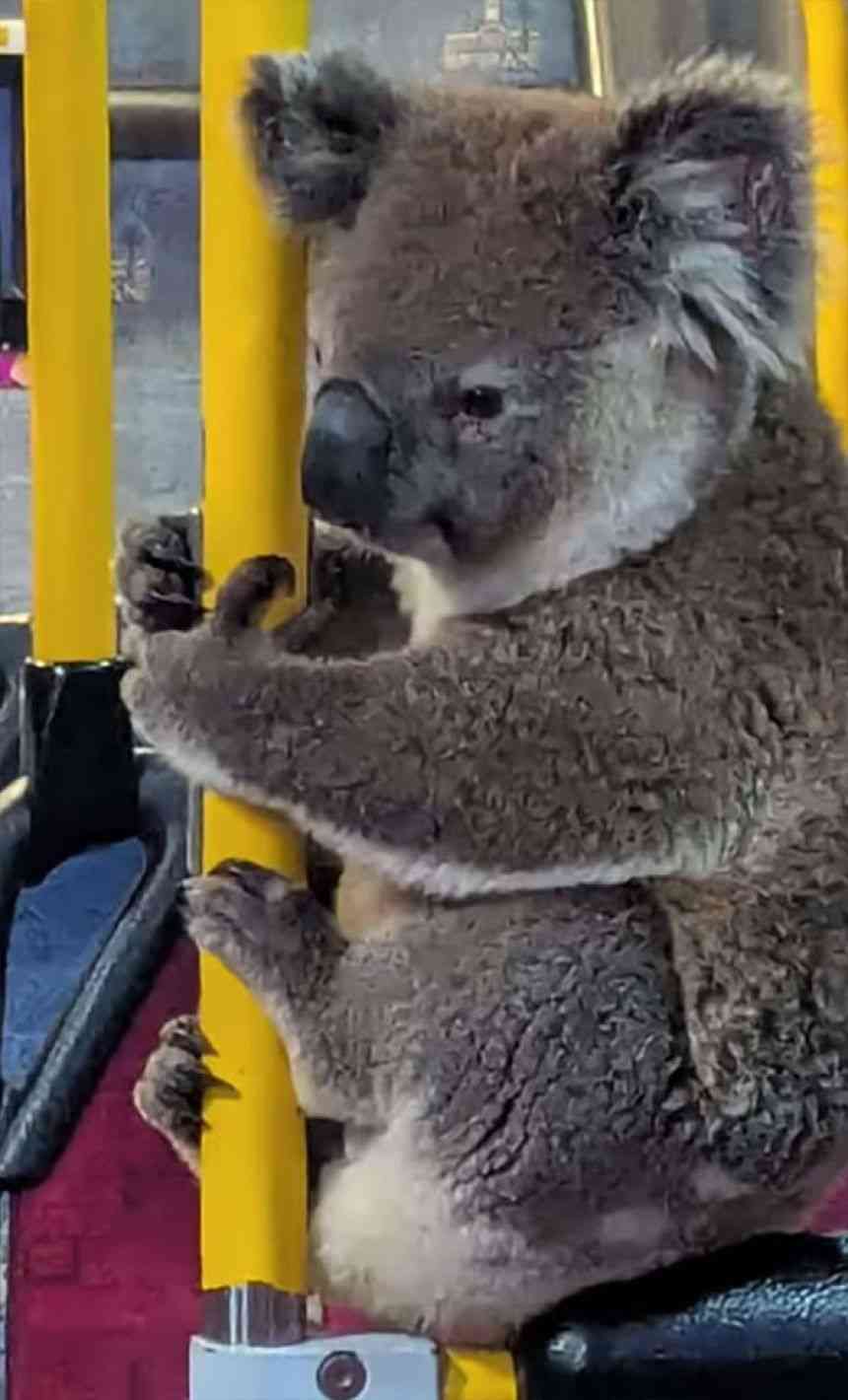 コアラ、バスに乗る。道路で迷子になっていたところを運転手に保護され無事帰宅