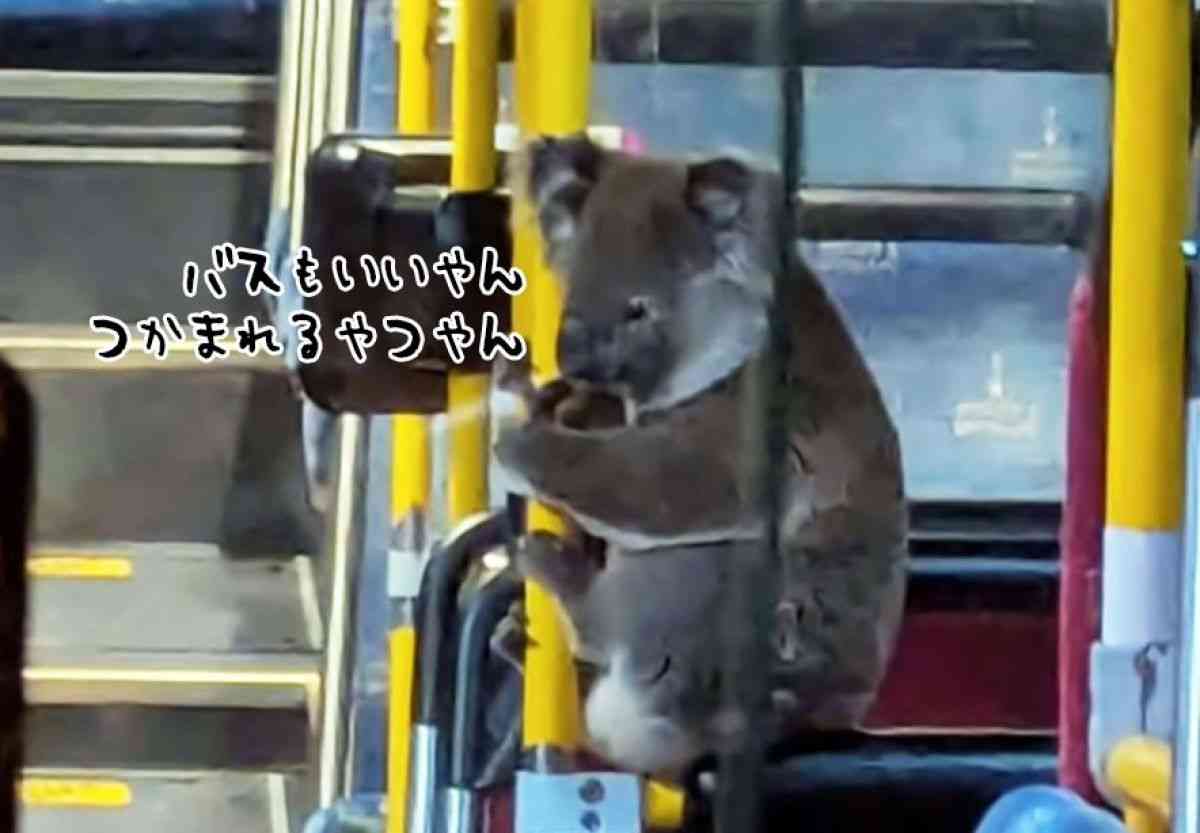 コアラ、バスに乗る。道路で迷子になっていたところを運転手に保護され無事帰宅 | カラパイア