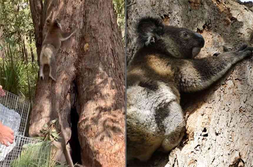 コアラ、バスに乗る。道路で迷子になっていたところを運転手に保護され無事帰宅