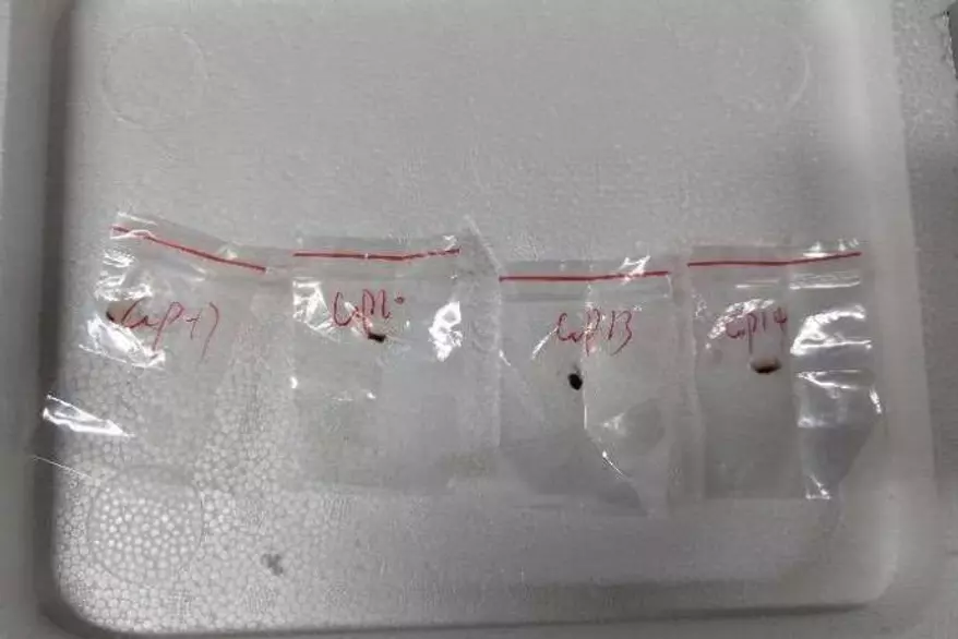 「農業テロ」を計画か　菌類密輸で中国人2人を起訴 | ワシントン･タイムズ･ジャパン