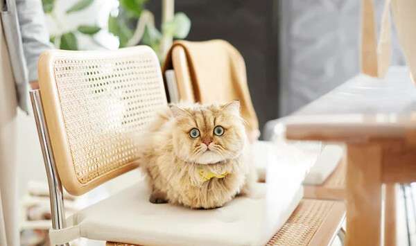 犬・猫の平均寿命は何歳? 最も長寿な犬種は「トイ・プードル」猫種は「日本猫」平均15.3歳 - アニコム調査 | マイナビニュース
