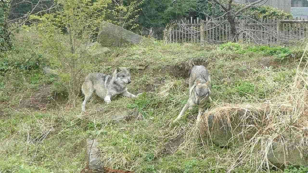 【速報】東京・多摩動物公園内でオオカミが脱走　客に建物への避難呼びかけ　けが人の情報なし