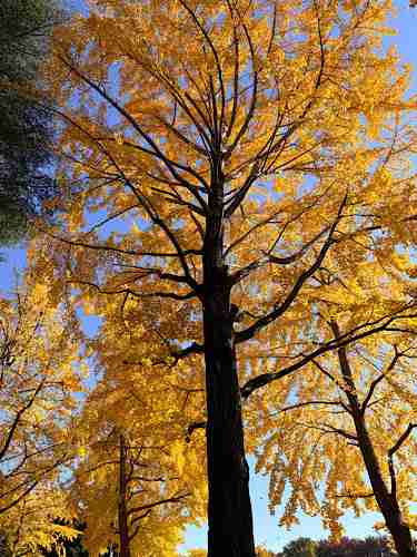 皆んなが撮った今年の紅葉🍁が見たい