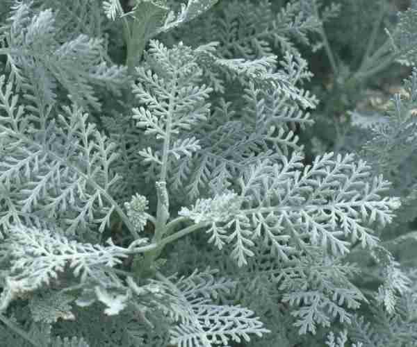 寄せ植えに入れる植物と素敵な鉢を語りたい