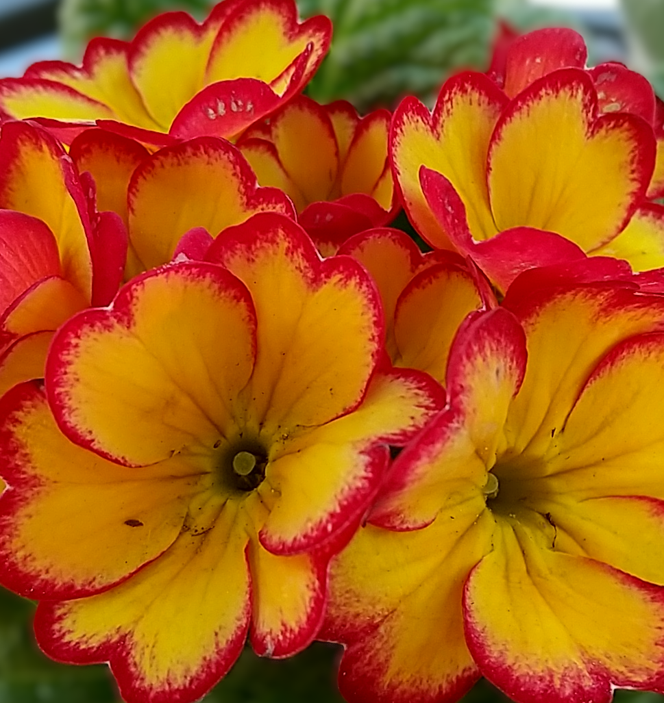 【ガーデニング】ガルちゃん園芸部【花・植物】part.52