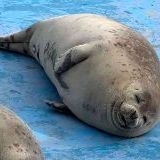 アザラシちゃん | ガールズちゃんねる - Girls Channel -