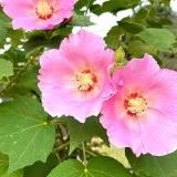 >>1一番道の開けた方法で簡単だから主ともガルとも共有したい！認知機能学者が教え... | ガールズちゃんねる - Girls Channel -