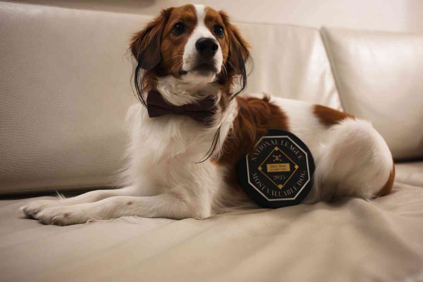 大谷翔平の愛犬デコピンがBBWAAの最優秀犬賞受賞 盾も贈呈 粋な表彰に大谷も笑顔