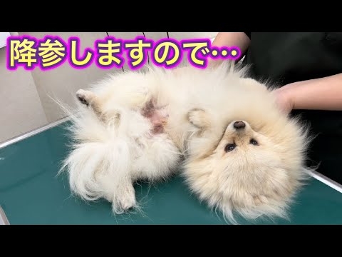 なんとか注射をまぬがれたいポメ犬が可愛すぎました。