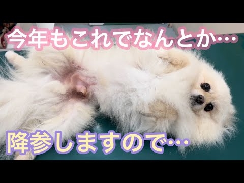 じんわぁ･･･涙目で降参するも結局注射を打たれてしまうポメ犬が可愛すぎました。
