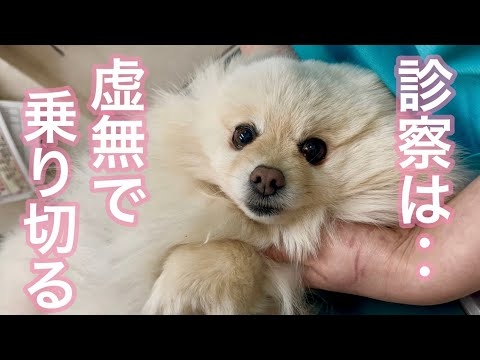 降参するも今度は虚無？！今年もこの季節がやってきた！