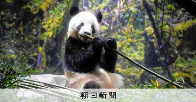 上野動物園の双子パンダ、きょうで見納め　観覧の抽選倍率は20倍超 [東京都] [パンダ返還]：朝日新聞
