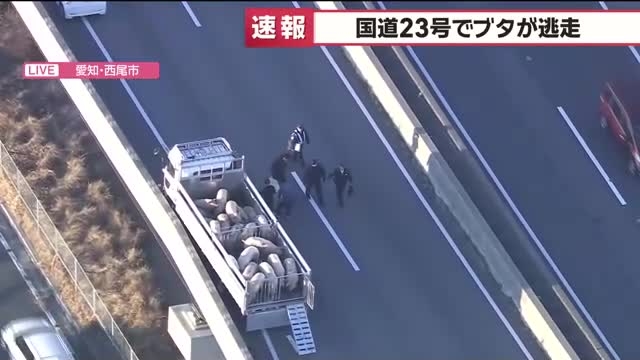 【速報】国道23号でブタ10頭以上が逃走　国道を通行止めにして警察などが捕獲作業中　愛知県西尾市- 名古屋テレビ【メ～テレ】