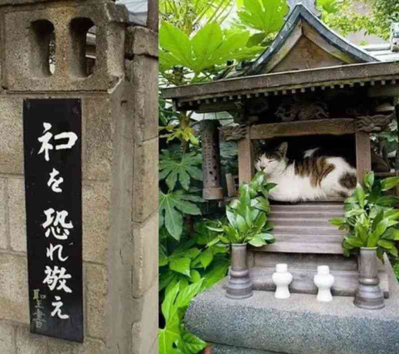 がるちゃん猫カフェ118号店開店しました♪(初めての方も大歓迎♪)