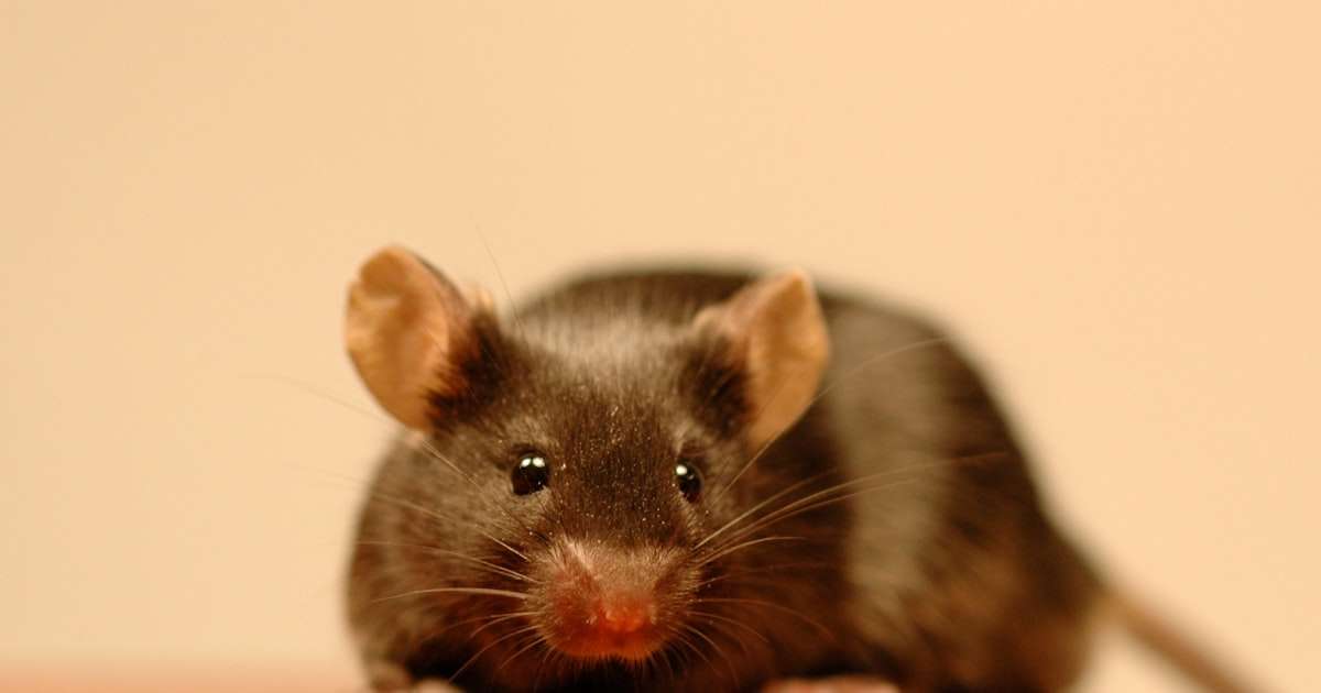 精子のもとになる細胞、高温で障害　精巣冷やす理由か - 日本経済新聞