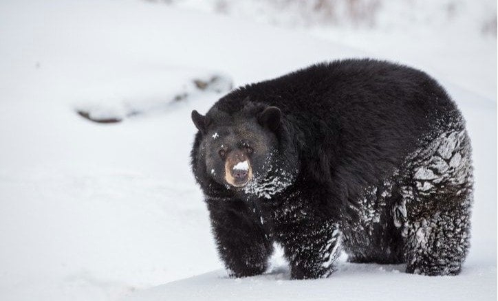 冬なのにクマ大量出没の謎　「冬眠の仕方を知らない孤児グマ」「ヒエラルキーの低いクマ」が人里に迷い込む理由 | 概要 | AERA DIGITAL（アエラデジタル）