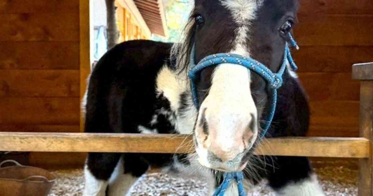 平塚で脱走のポニー、性格は「のんびりマイペース」　名前は「東風」 | 毎日新聞