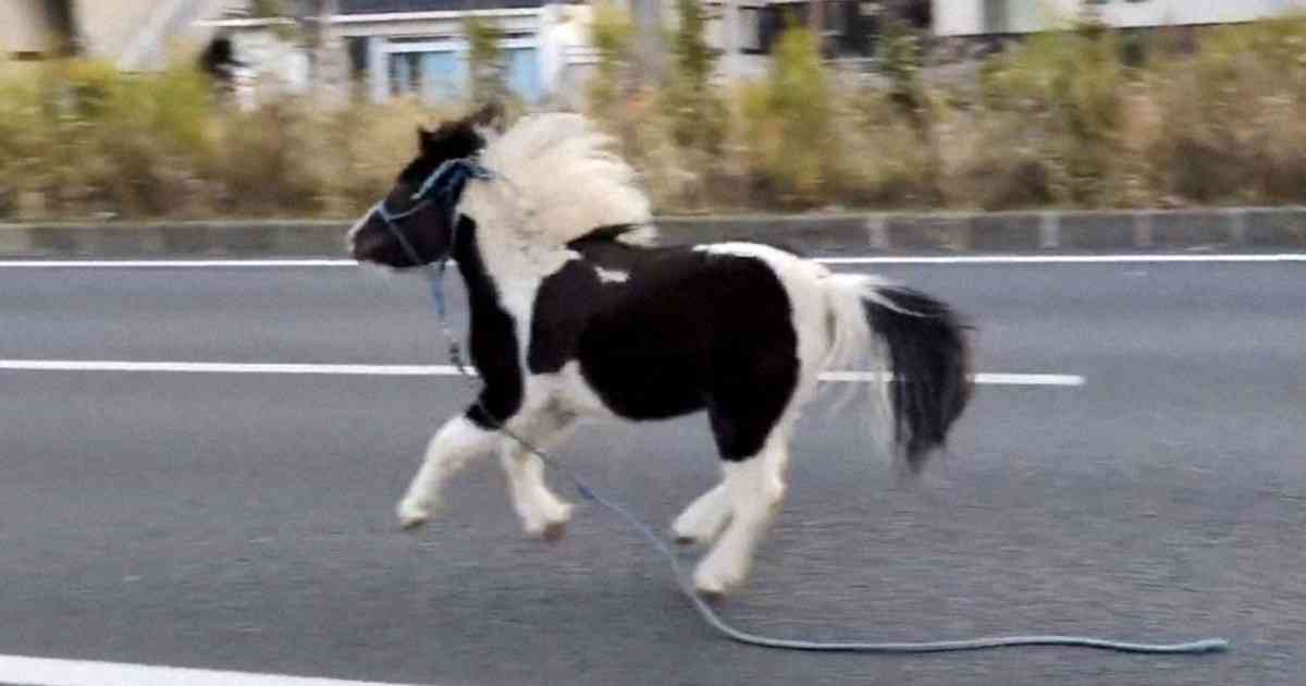 平塚で脱走のポニー、性格は「のんびりマイペース」　名前は「東風」