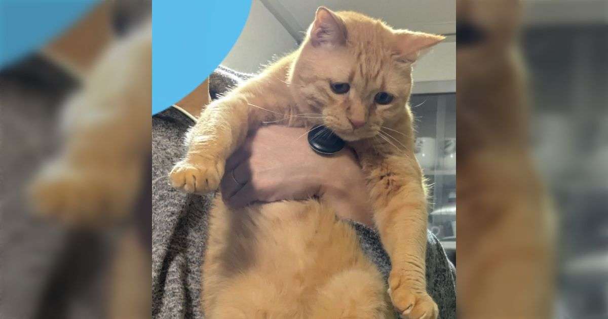 キッチンで悪さをしようとして、家族に捕まって運ばれていく猫の表情があまりにも悲しげで草 - Togetter
