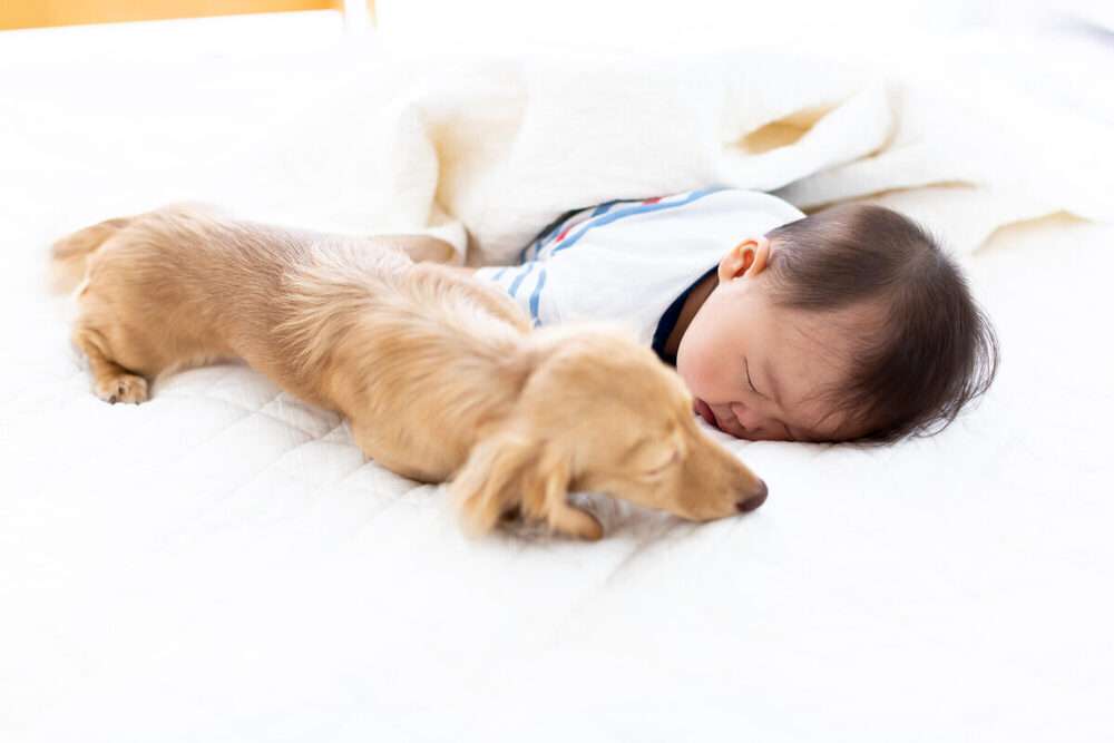 昼寝中の生後4ヶ月児、目を離した15分で「おむつが血に染まった」。局部から出血…襲ったのは“室内飼いの小型犬”【子どもの事故】（マイナビ子育て） - Yahoo!ニュース