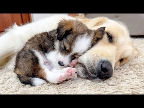 Adorable Puppy Loves Golden Retriever! [Cuteness Overload]