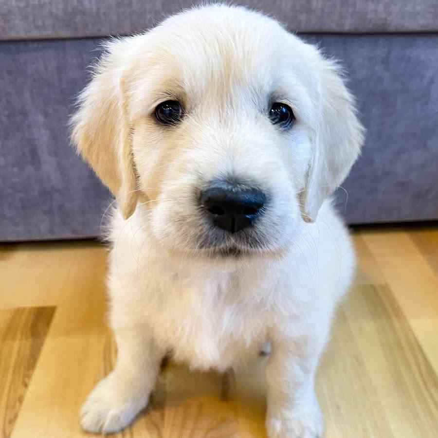Buddy - YouTube