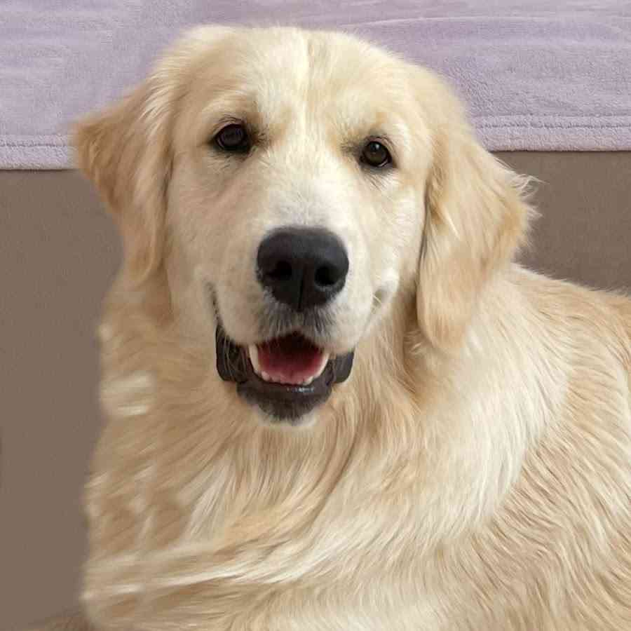 Golden Retriever Buddy - YouTube