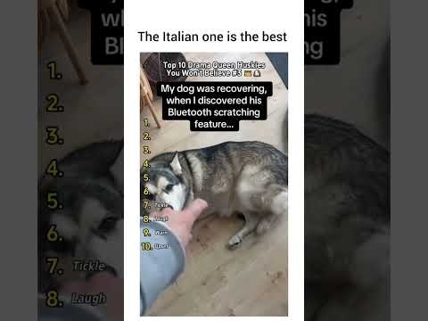 Huskies Ranked by Drama Level (You Won’t Believe #3)  #funnydogs #animalshorts #cutedogs #huskies