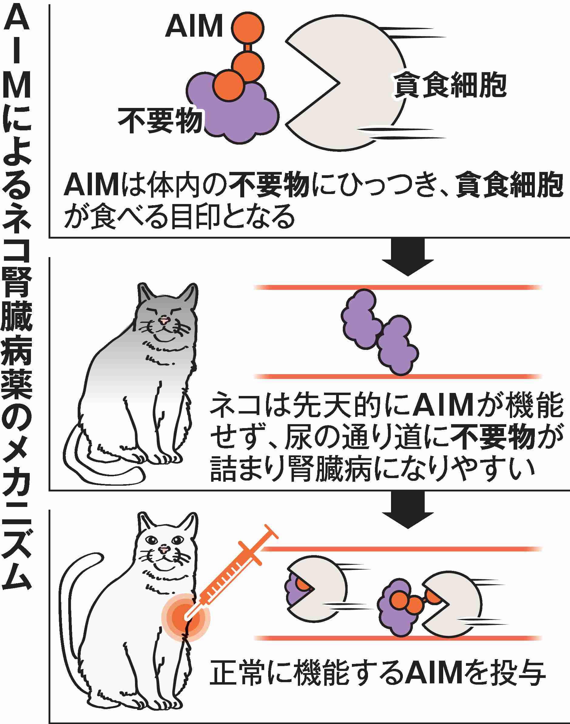 犬・猫の平均寿命は何歳? 最も長寿な犬種は「トイ・プードル」猫種は「日本猫」平均15.3歳 - アニコム調査