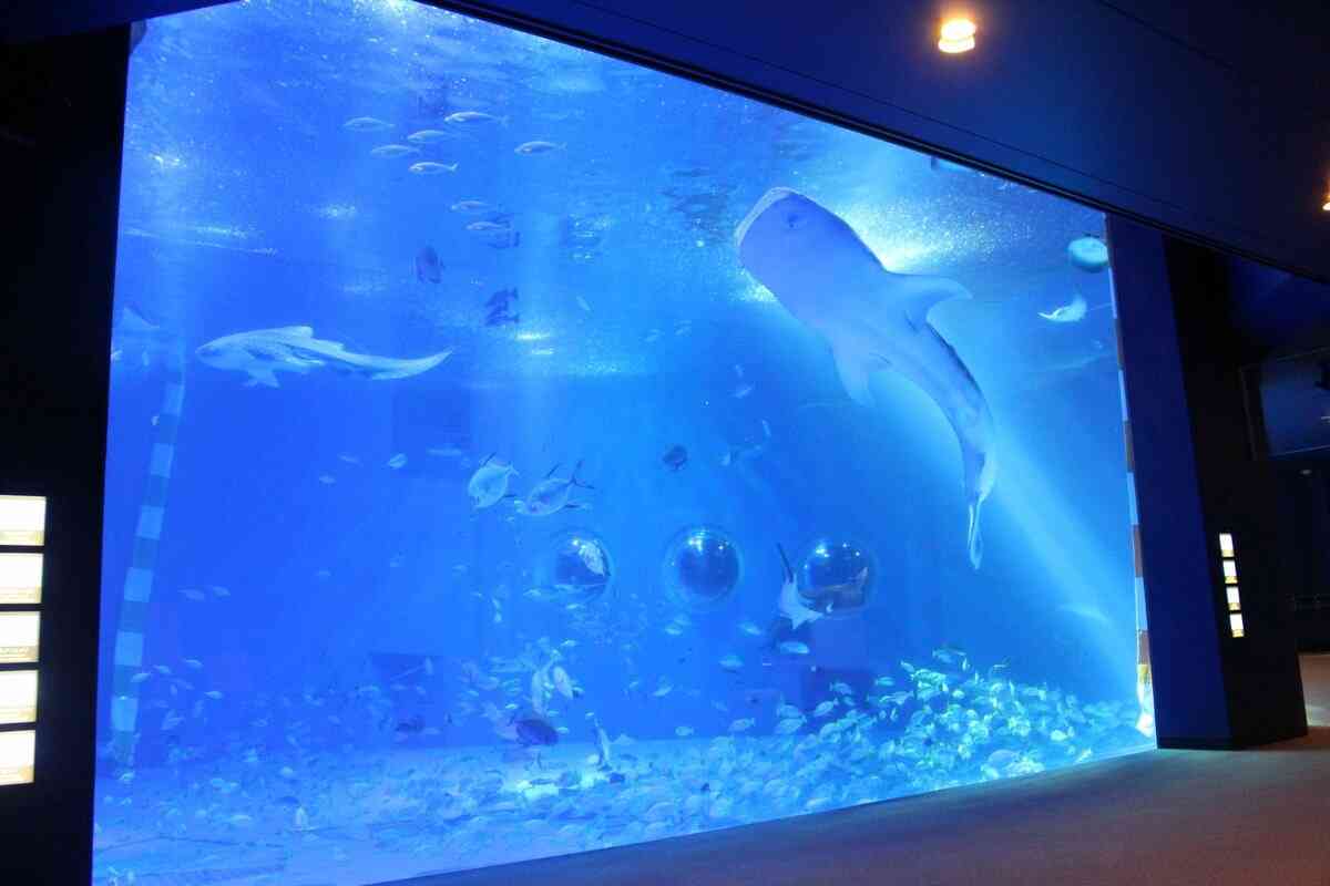 ジンベエザメ「モモ」死ぬ　のとじま水族館、人気者再び不在に｜社会｜石川のニュース｜北國新聞
