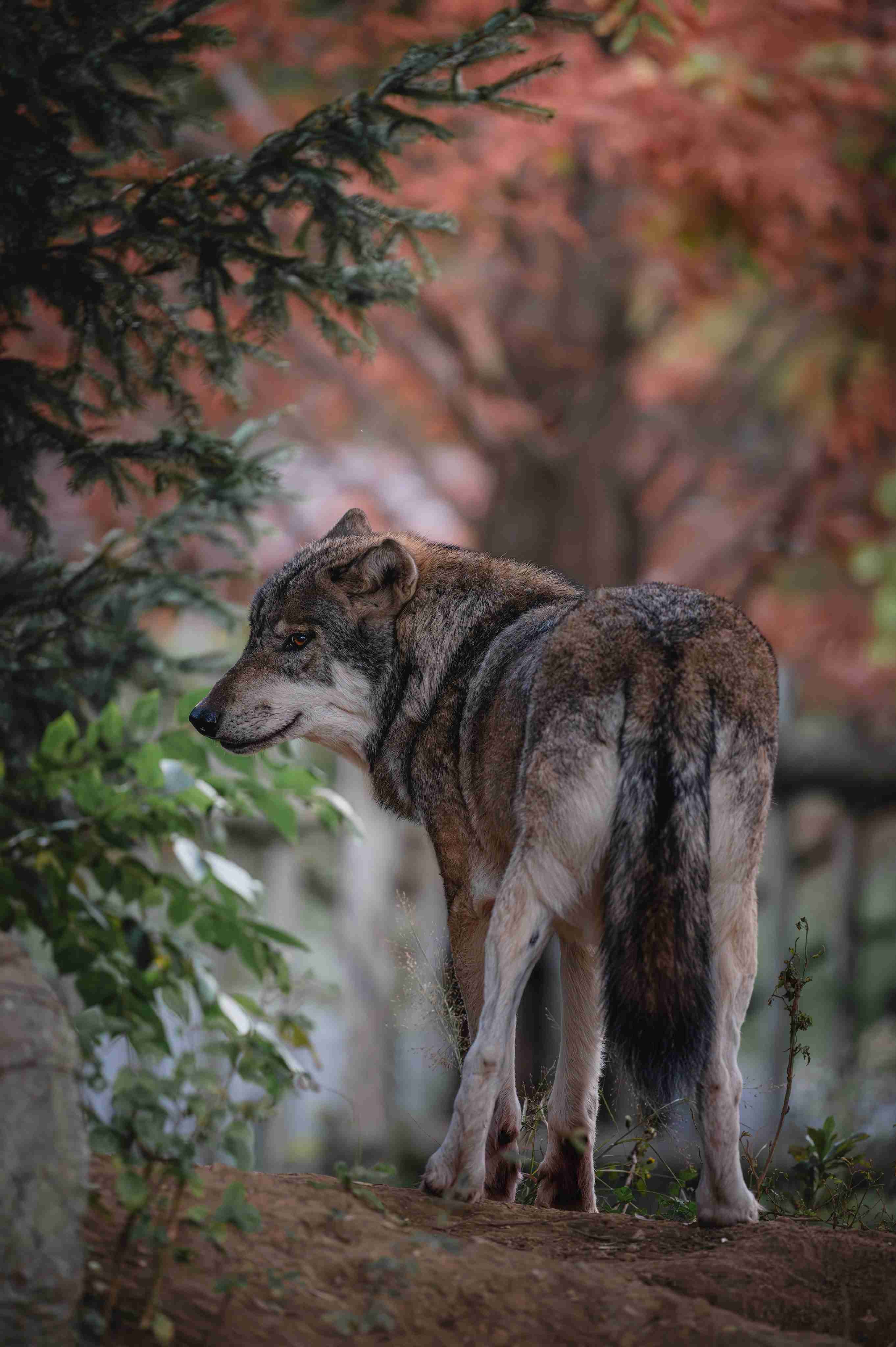 【画像】多摩動物公園が檻の外に出たオオカミについて報告→”脱走から戻ってきた飼い犬”と同じ表情で話題に「充実した顔してて草」