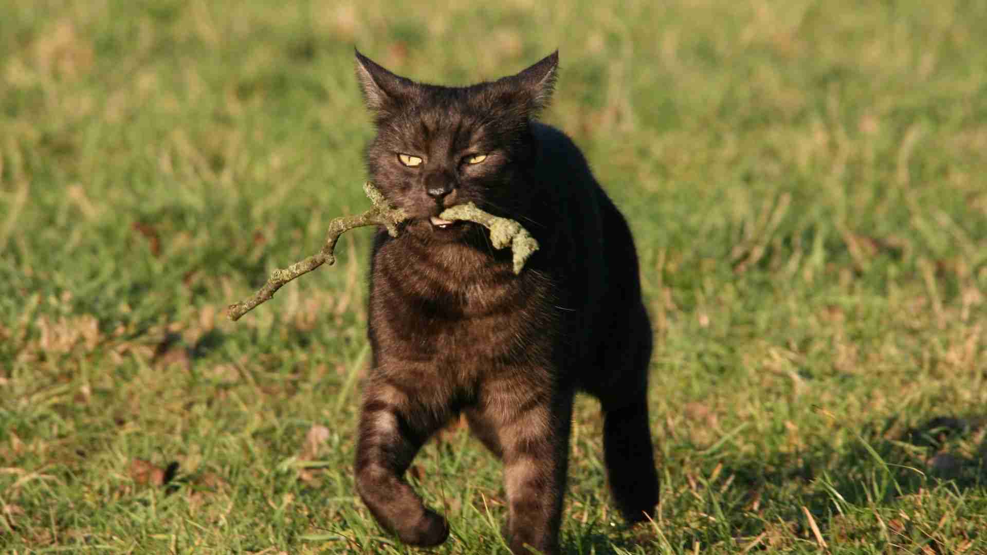 【野良猫】ではなく【ノネコ】を取り巻く残酷な環境を知っていますか？（石井万寿美） - エキスパート - Yahoo!ニュース